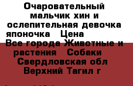 Очаровательный мальчик хин и ослепительная девочка японочка › Цена ­ 16 000 - Все города Животные и растения » Собаки   . Свердловская обл.,Верхний Тагил г.